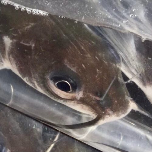 closeup of catfish