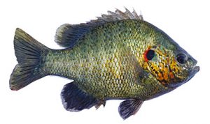 Shellcracker fish