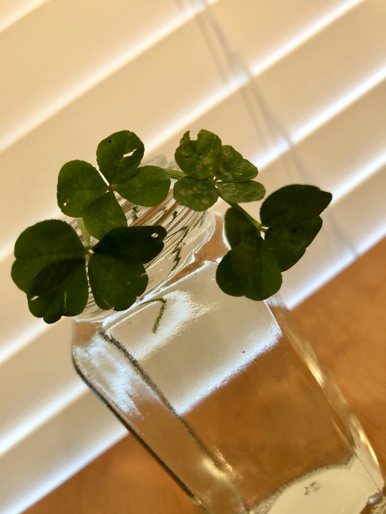 four leaf clovers