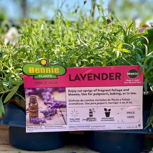 lavender plant by bonnie