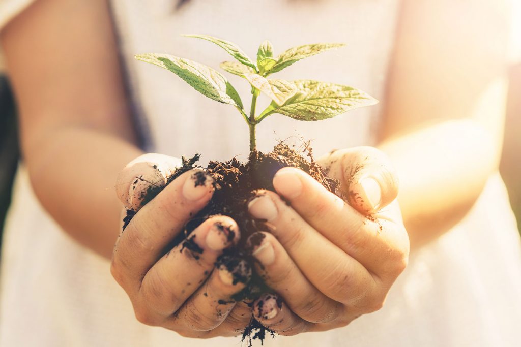 girl's hands holding a small plant in dirt ball
