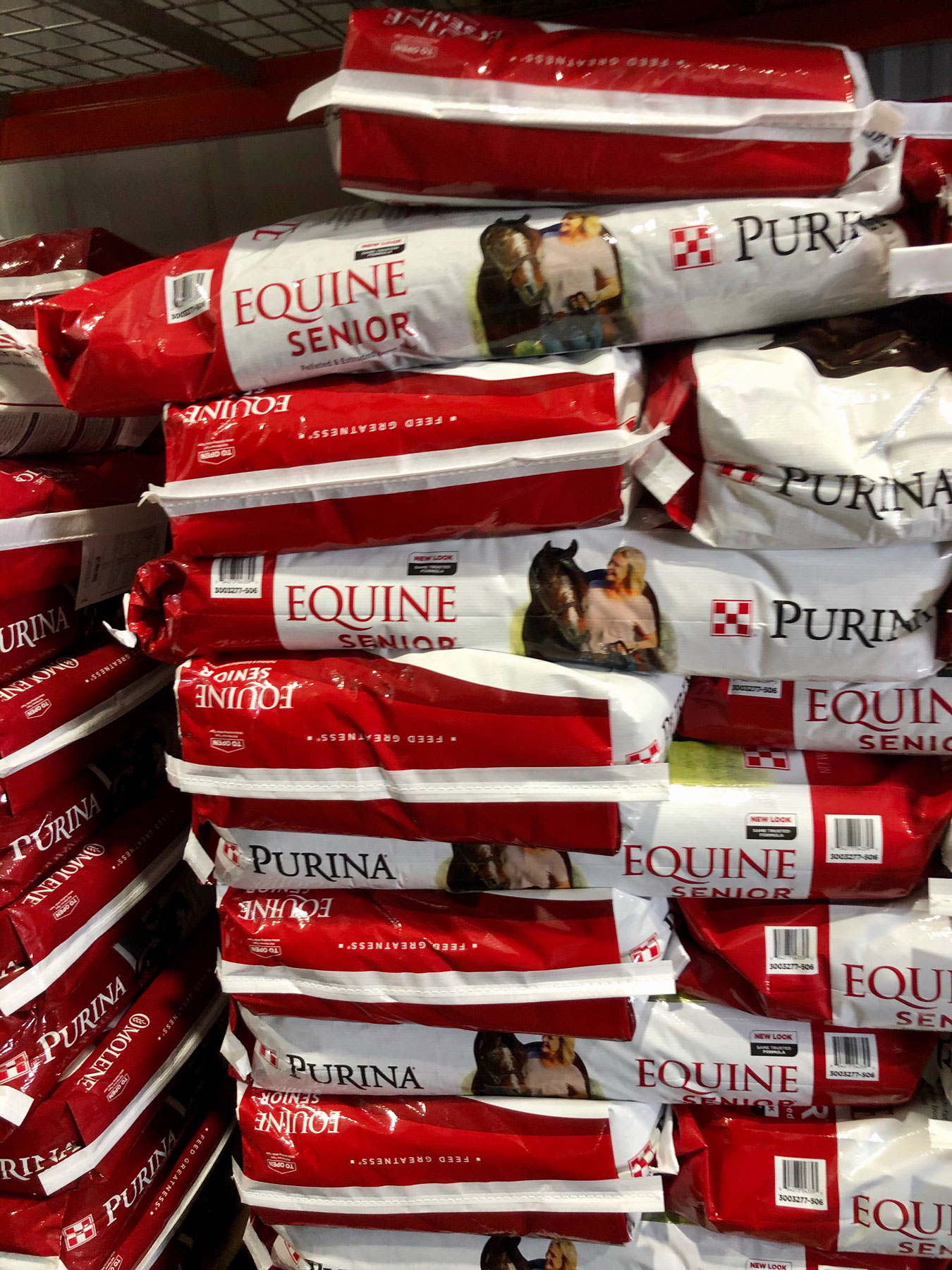 purina equine senior feed