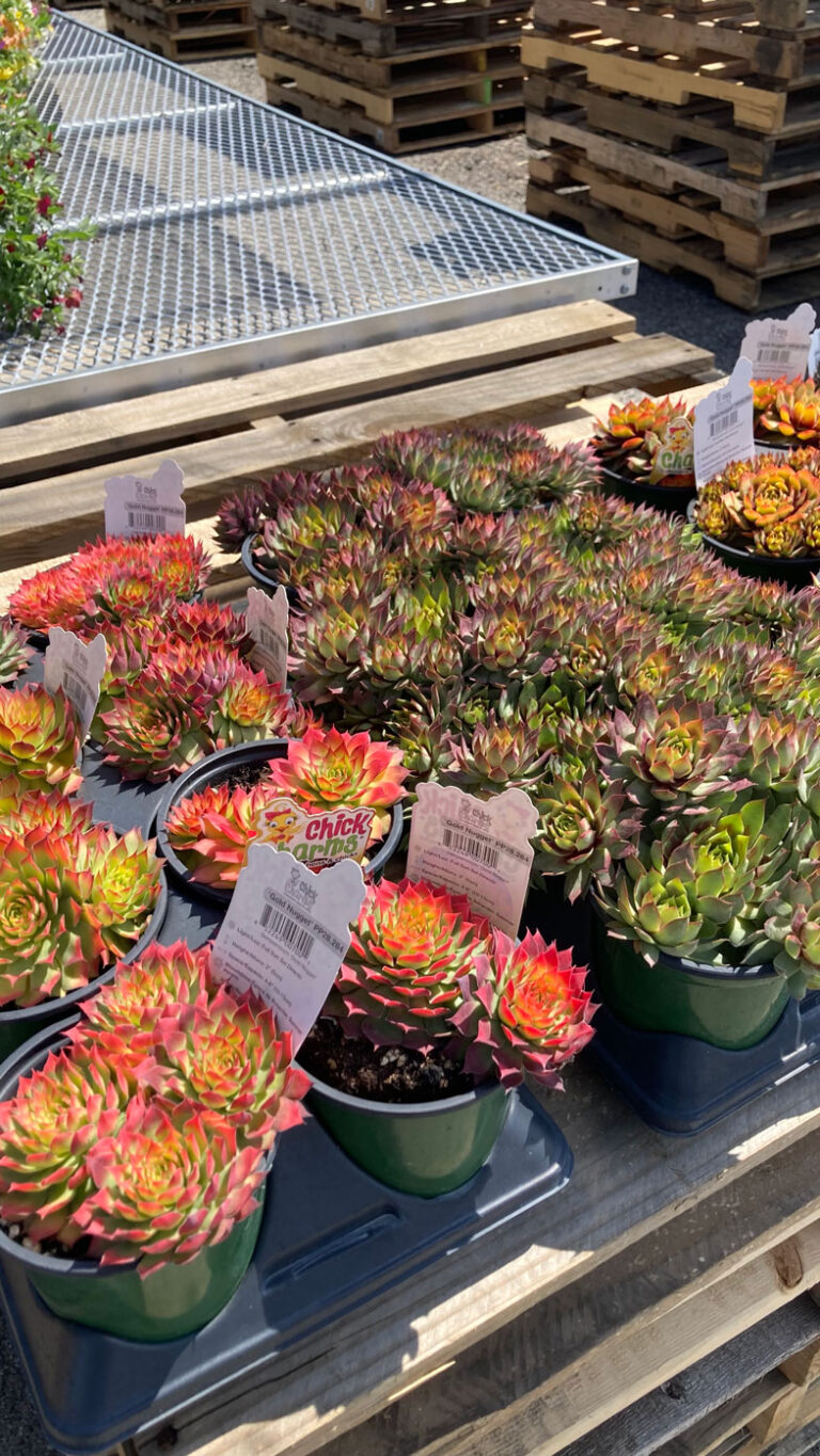 succulents at lowry's store