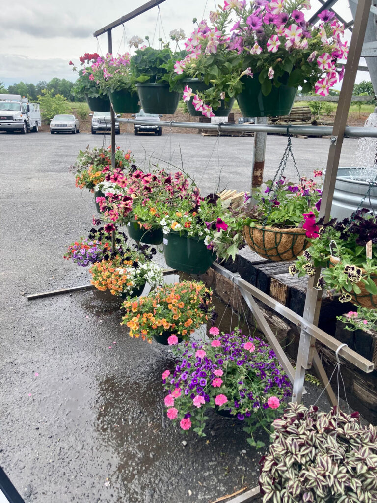 hanging baskets at Lowrys store in harmony, nc
