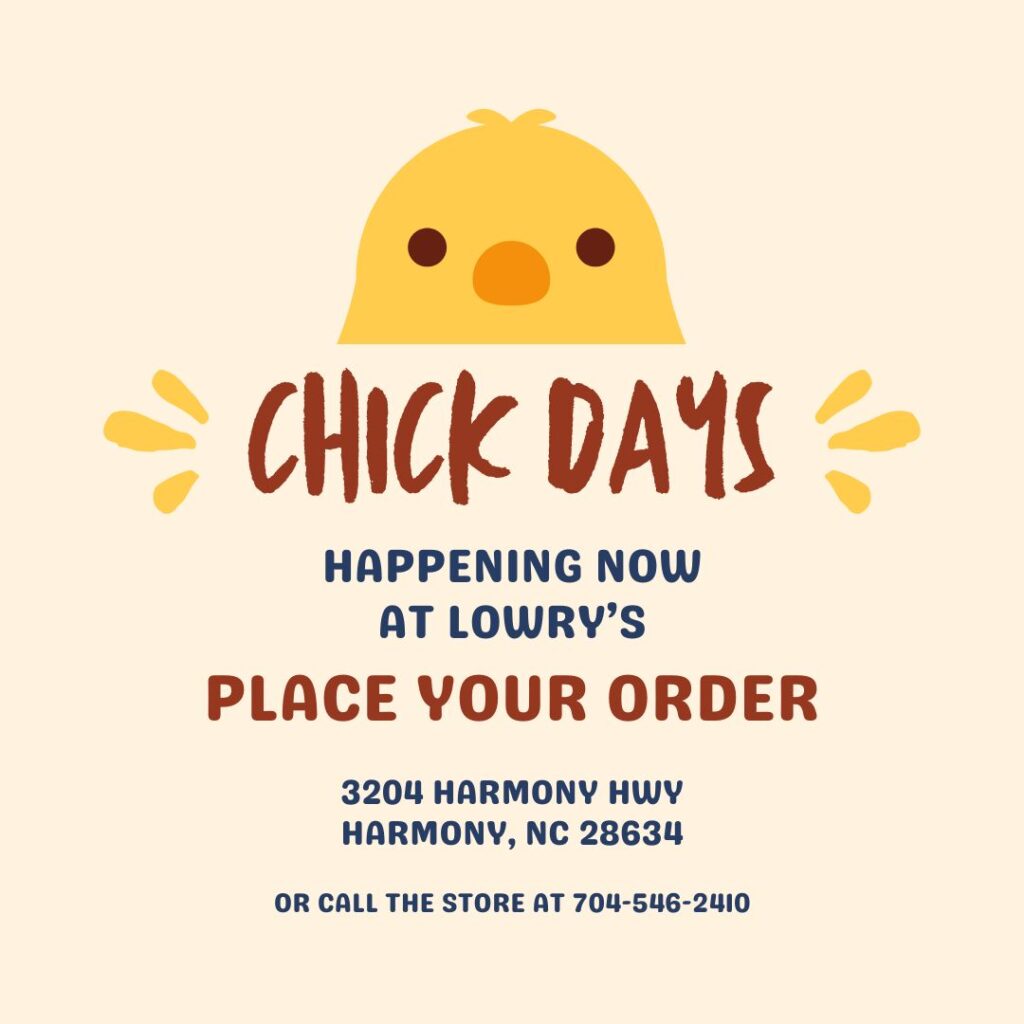 Chick Days at Lowrys