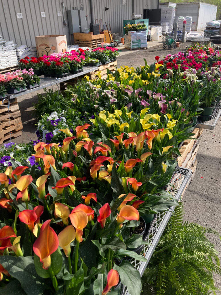 brightly colored calla lilies at Lowry's garden center in harmony, nc