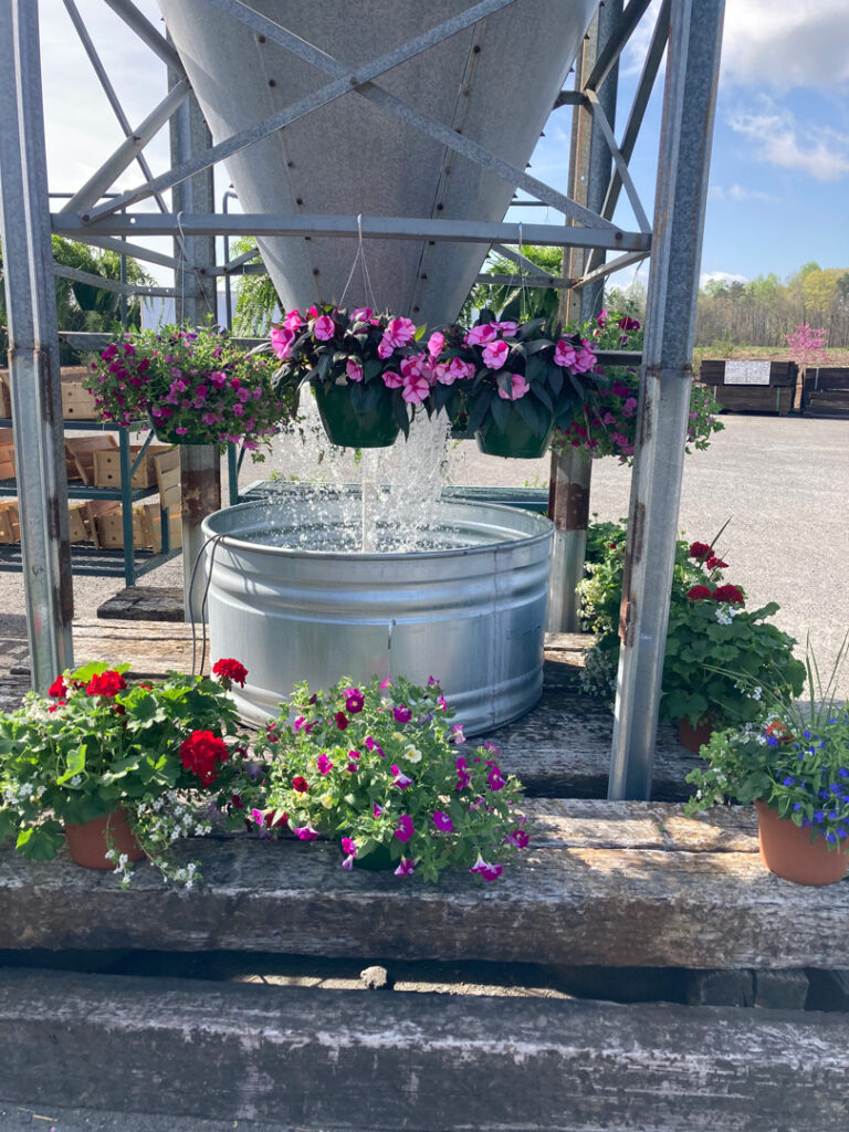 flowers at Lowry's garden center in harmony nc