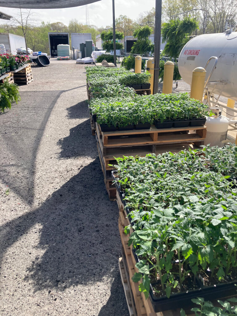 tomato plants at lowry's garden center