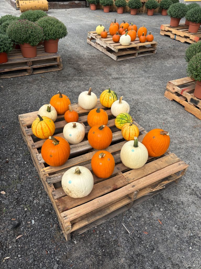 white, yellow, and orange pumpkins