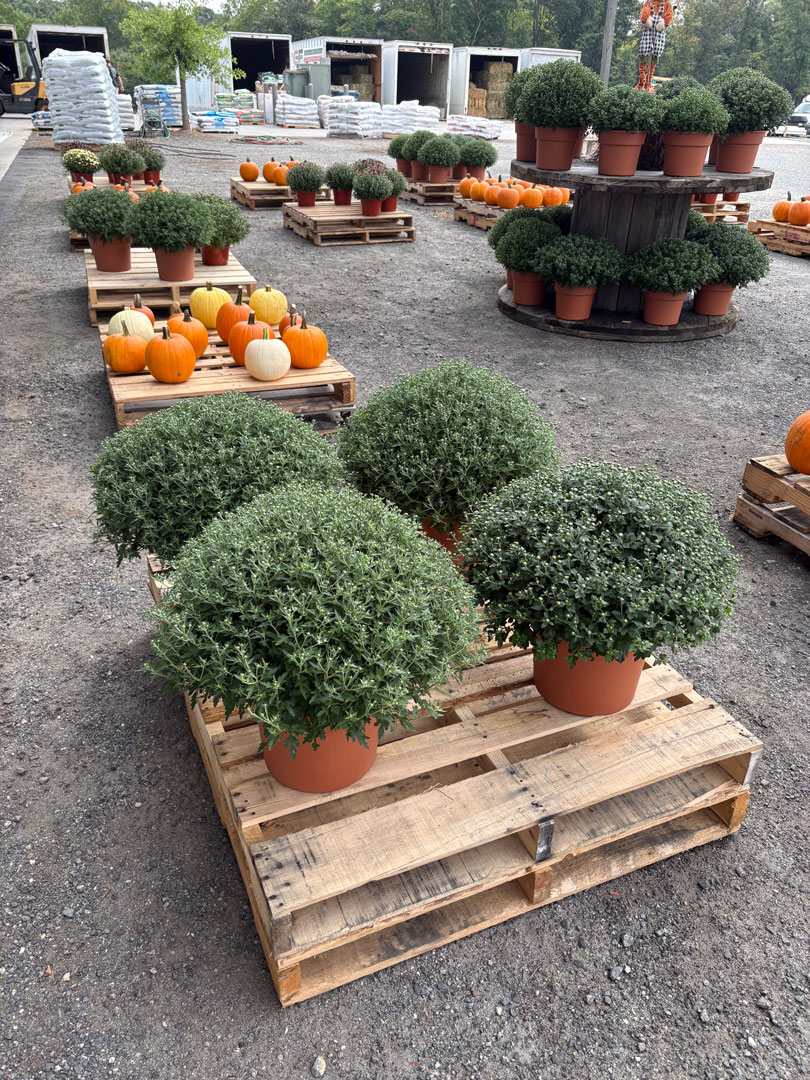 mums in Lowry's garden center