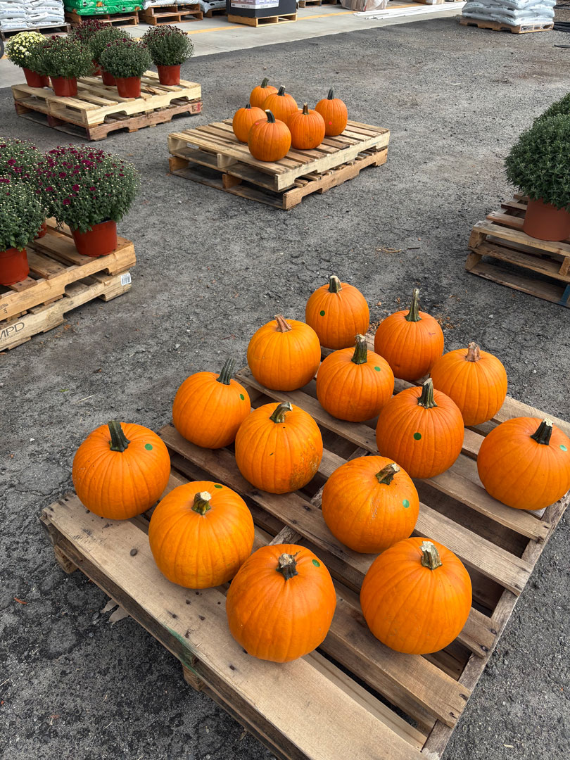 orange pumpkins in Lowry's garden center